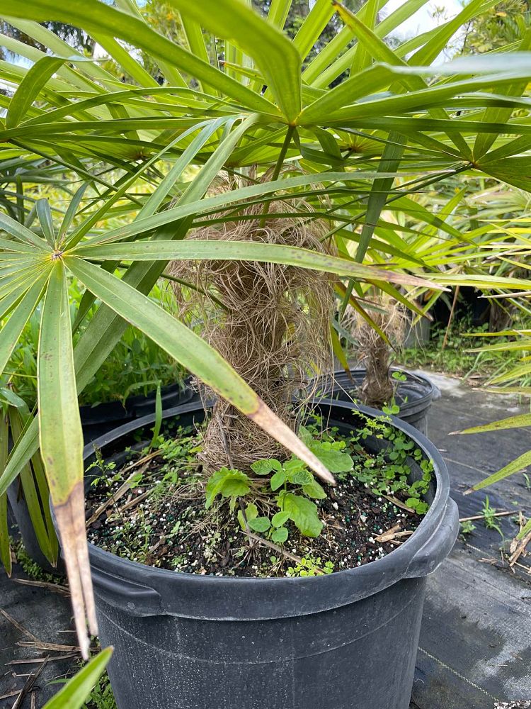 coccothrinax-crinita-old-man-palm-thatch-palm-palma-petate