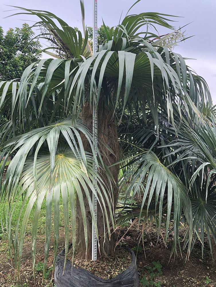 coccothrinax-crinita-old-man-palm-thatch-palm-palma-petate