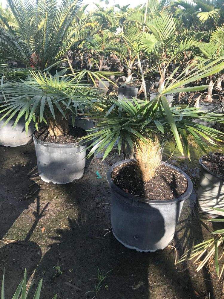 coccothrinax-crinita-old-man-palm-thatch-palm-palma-petate