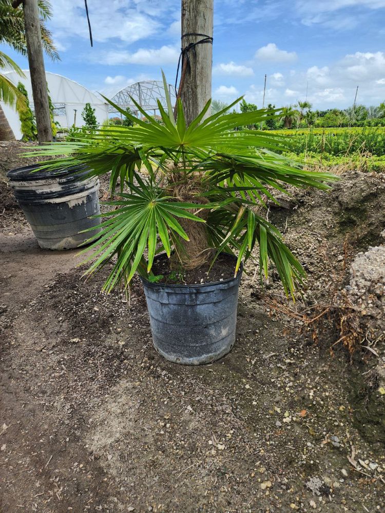 coccothrinax-crinita-old-man-palm-thatch-palm-palma-petate