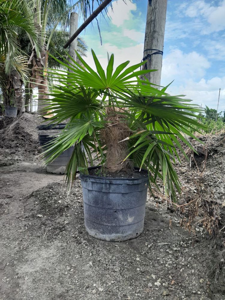 coccothrinax-crinita-old-man-palm-thatch-palm-palma-petate