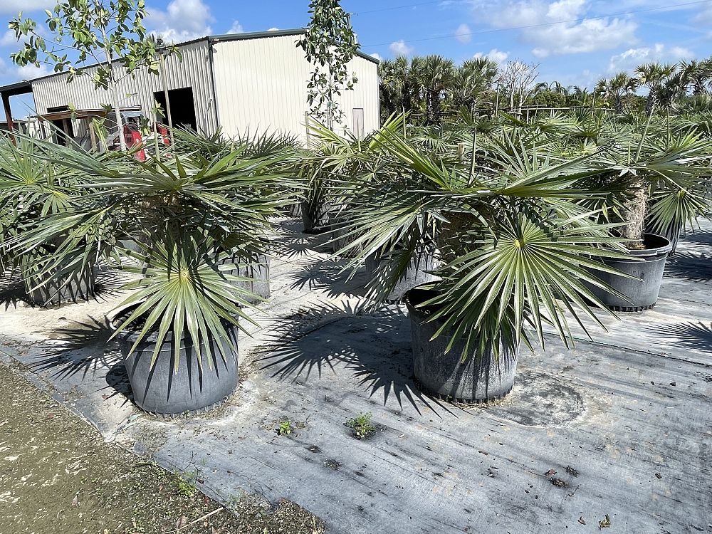 coccothrinax-crinita-old-man-palm-thatch-palm-palma-petate