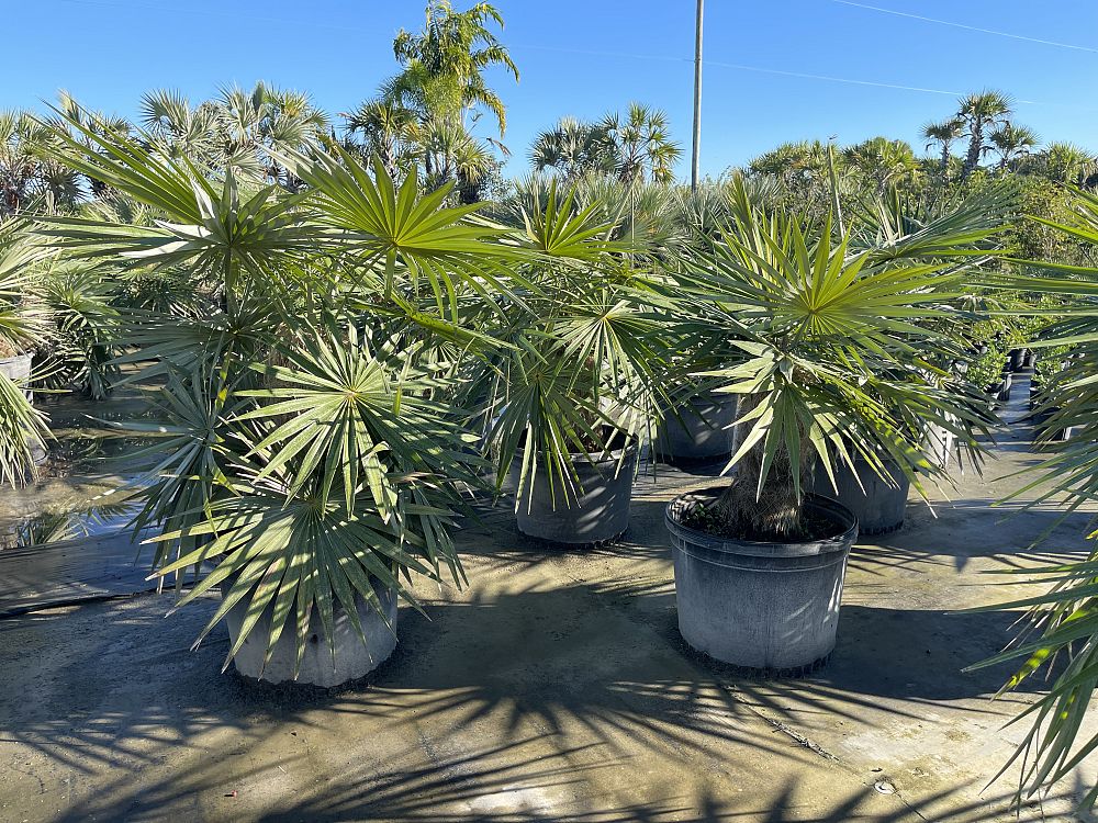 coccothrinax-crinita-old-man-palm-thatch-palm-palma-petate