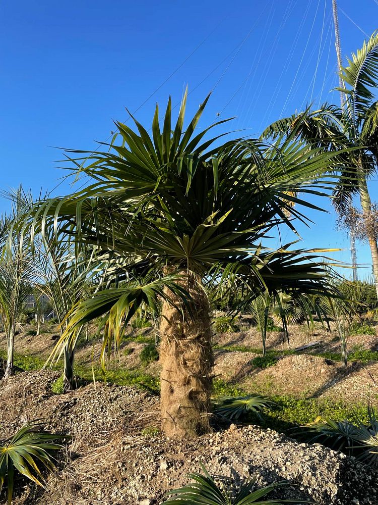 coccothrinax-crinita-old-man-palm-thatch-palm-palma-petate