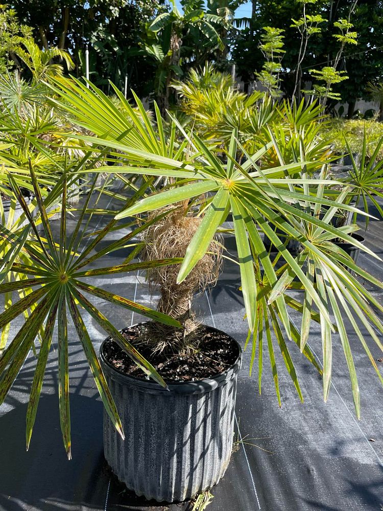coccothrinax-crinita-old-man-palm-thatch-palm-palma-petate