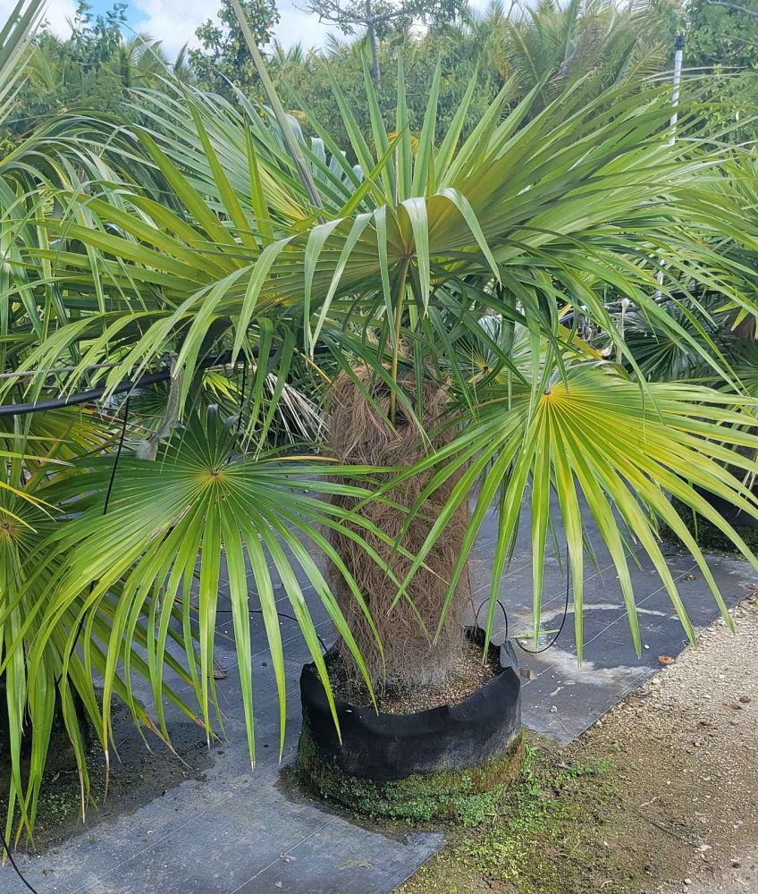 coccothrinax-crinita-old-man-palm-thatch-palm-palma-petate
