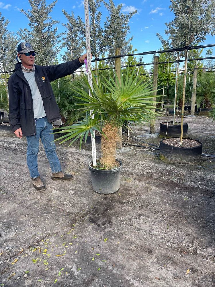 coccothrinax-crinita-old-man-palm-thatch-palm-palma-petate
