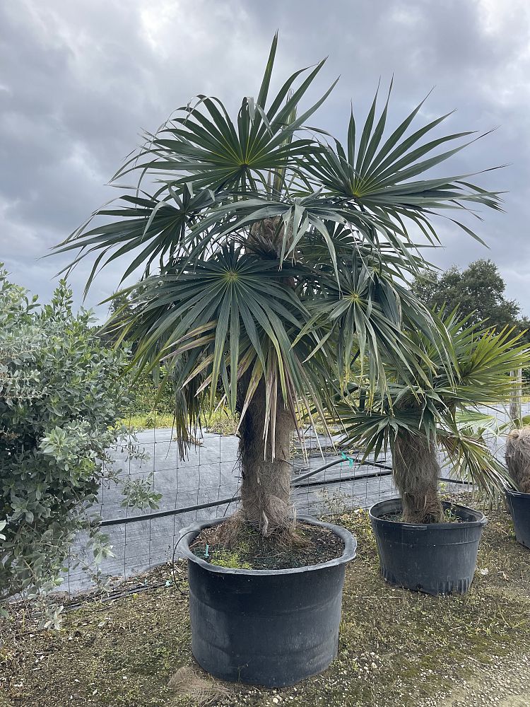 coccothrinax-crinita-old-man-palm-thatch-palm-palma-petate