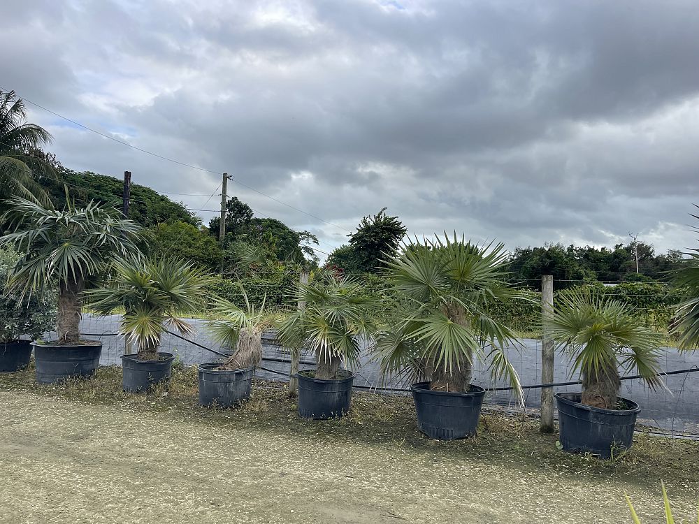 coccothrinax-crinita-old-man-palm-thatch-palm-palma-petate
