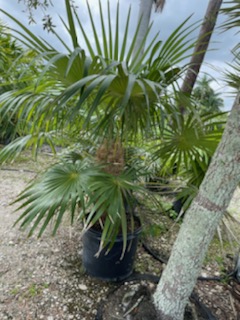 coccothrinax-crinita-old-man-palm-thatch-palm-palma-petate