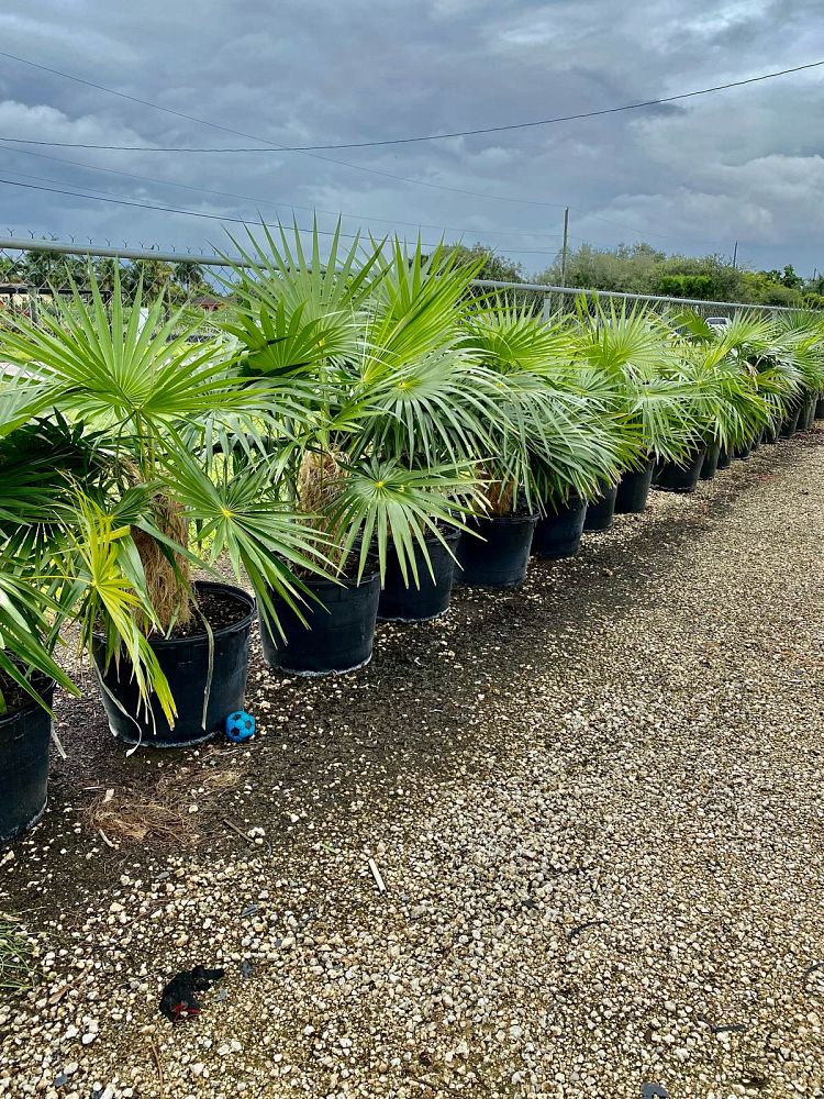 coccothrinax-crinita-old-man-palm-thatch-palm-palma-petate