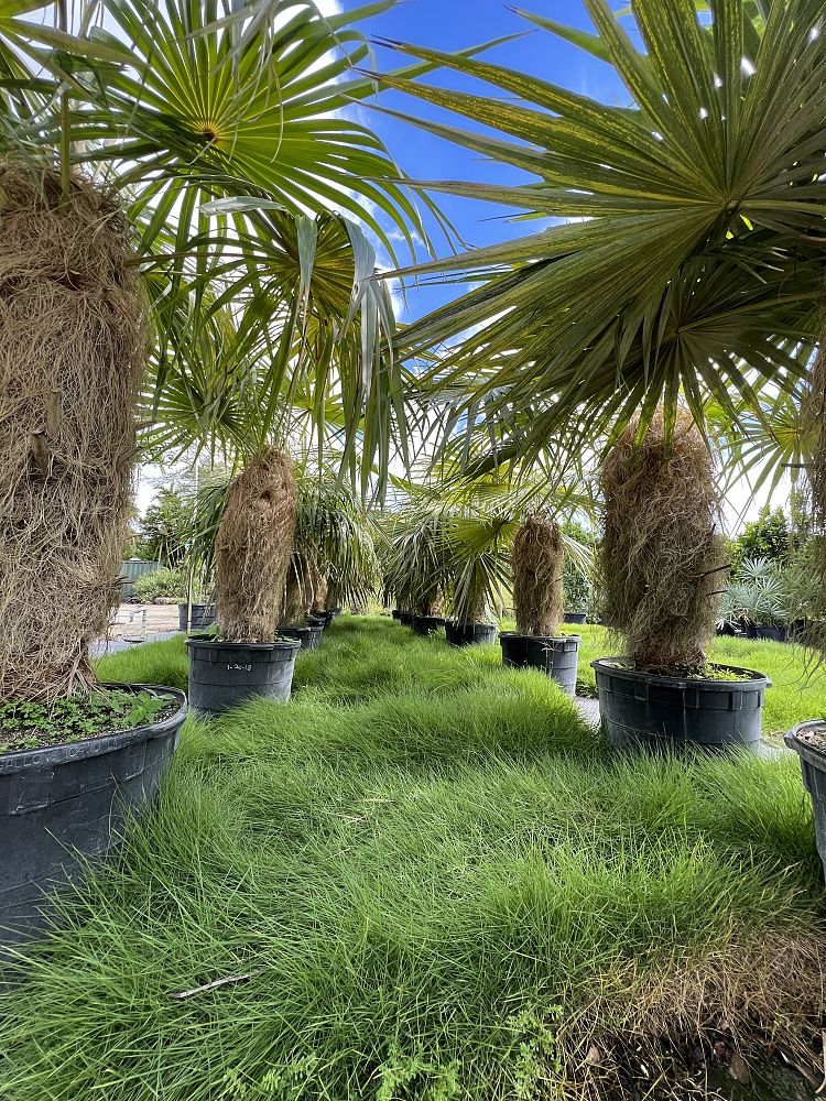 coccothrinax-crinita-old-man-palm-thatch-palm-palma-petate