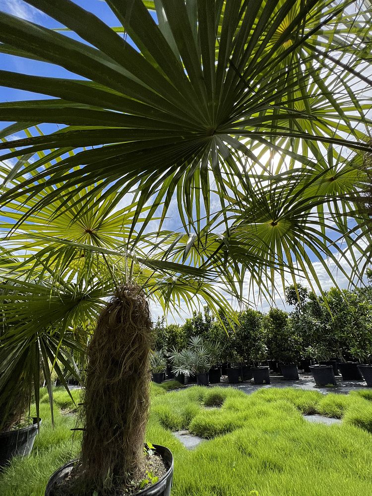 coccothrinax-crinita-old-man-palm-thatch-palm-palma-petate