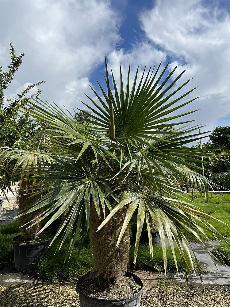coccothrinax-crinita-old-man-palm-thatch-palm-palma-petate