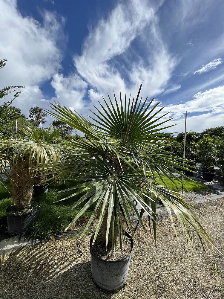 coccothrinax-crinita-old-man-palm-thatch-palm-palma-petate
