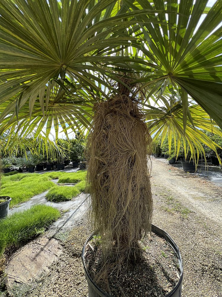 coccothrinax-crinita-old-man-palm-thatch-palm-palma-petate
