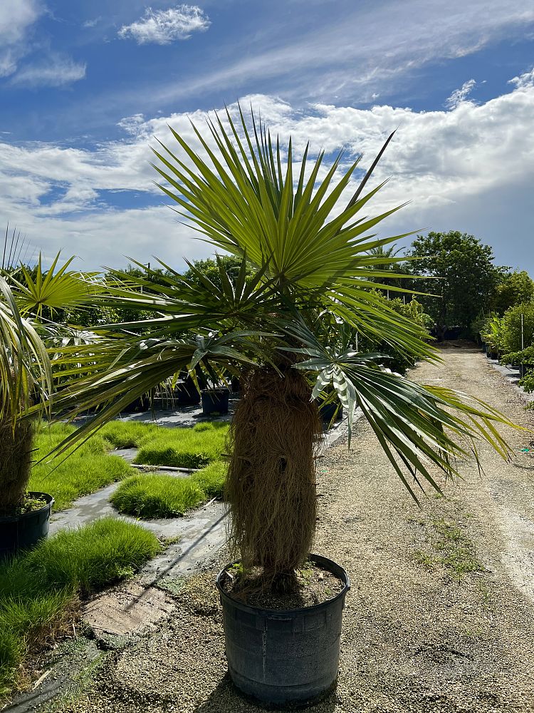 coccothrinax-crinita-old-man-palm-thatch-palm-palma-petate