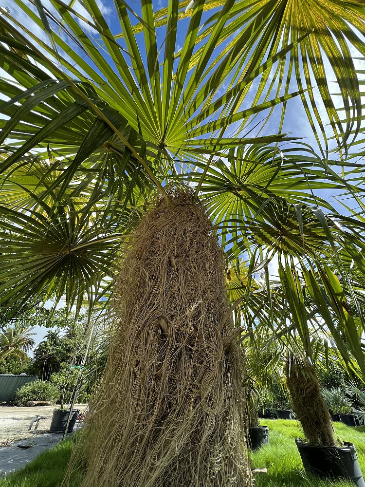coccothrinax-crinita-old-man-palm-thatch-palm-palma-petate