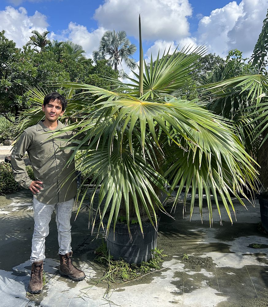 coccothrinax-crinita-old-man-palm-thatch-palm-palma-petate