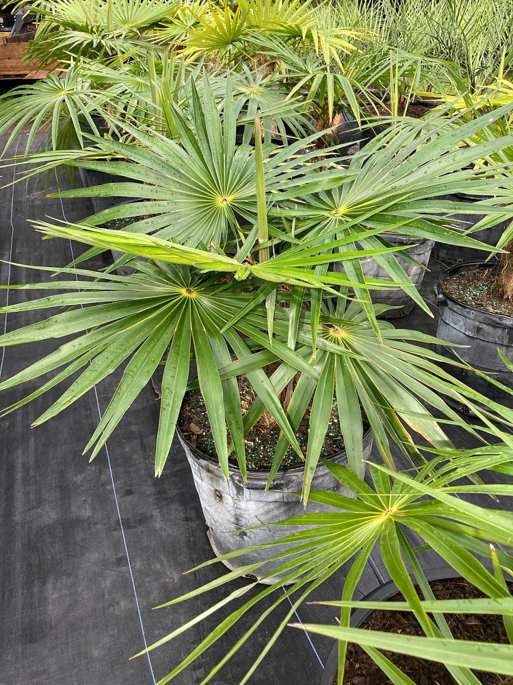 coccothrinax-crinita-old-man-palm-thatch-palm-palma-petate