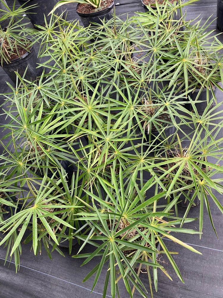 coccothrinax-crinita-old-man-palm-thatch-palm-palma-petate