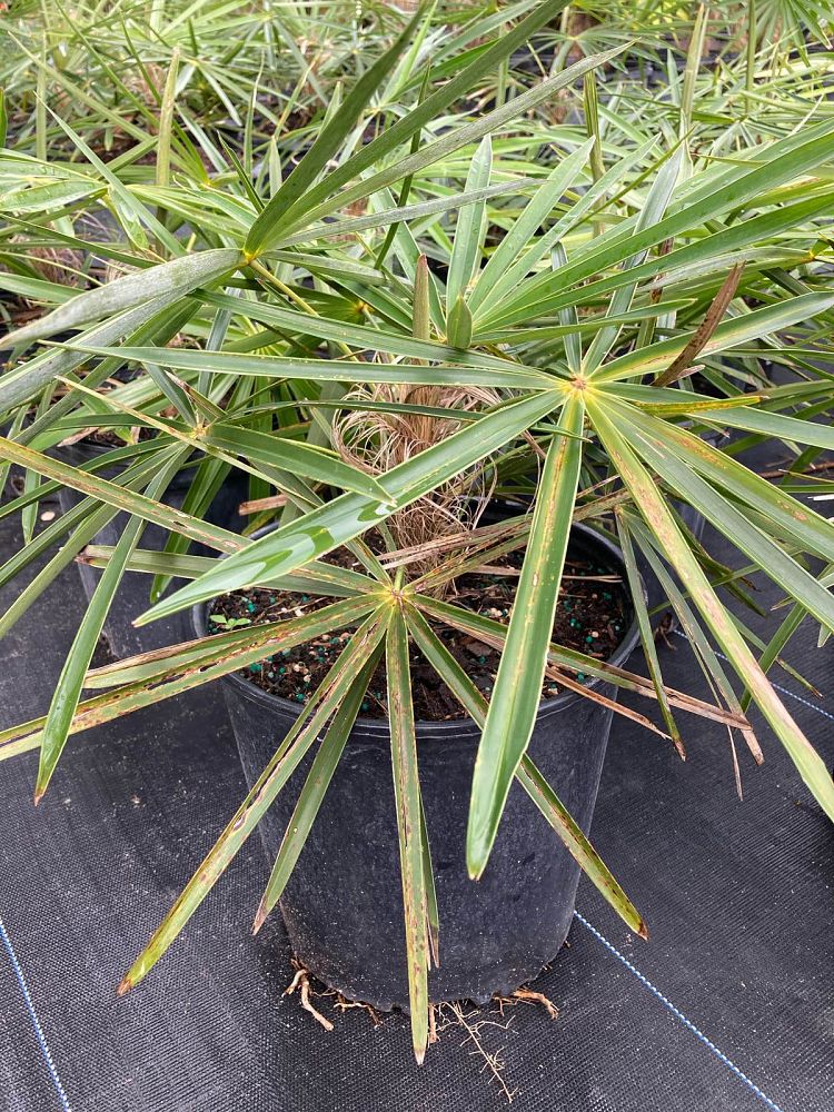 coccothrinax-crinita-old-man-palm-thatch-palm-palma-petate