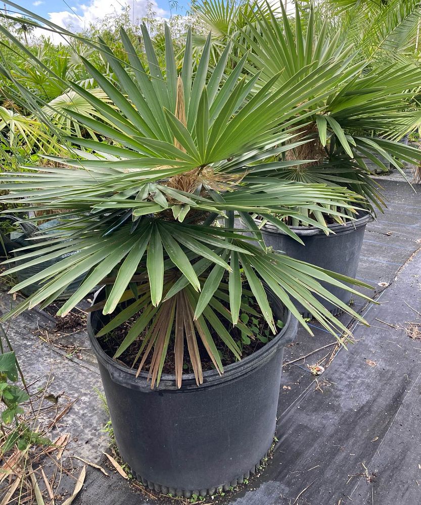 coccothrinax-crinita-old-man-palm-thatch-palm-palma-petate