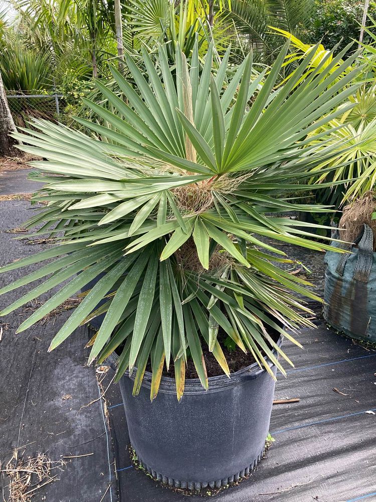 coccothrinax-crinita-old-man-palm-thatch-palm-palma-petate