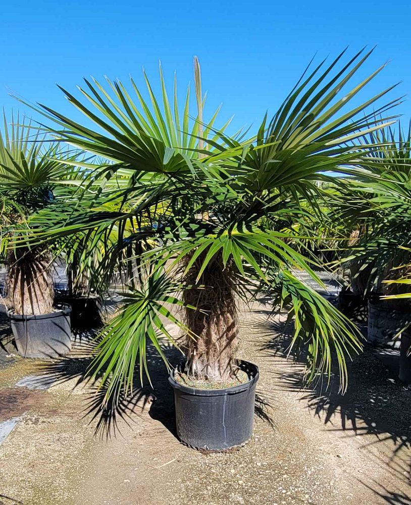 coccothrinax-crinita-old-man-palm-thatch-palm-palma-petate