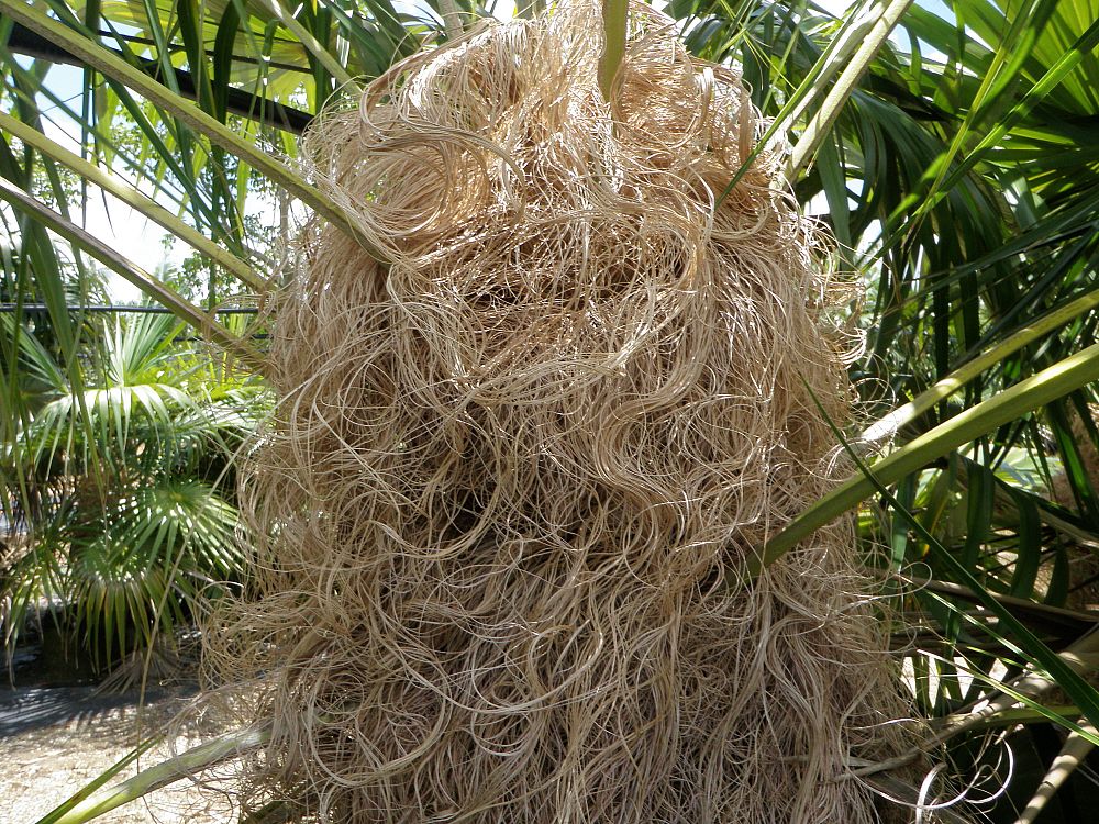 coccothrinax-crinita-old-man-palm-thatch-palm-palma-petate
