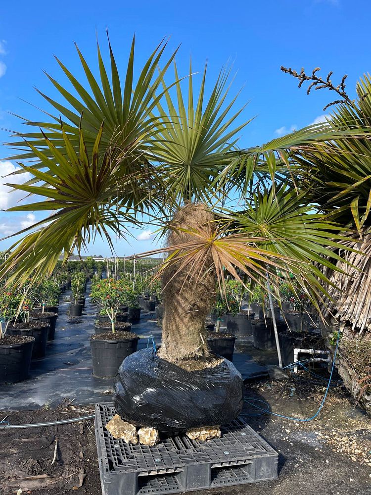 coccothrinax-crinita-old-man-palm-thatch-palm-palma-petate