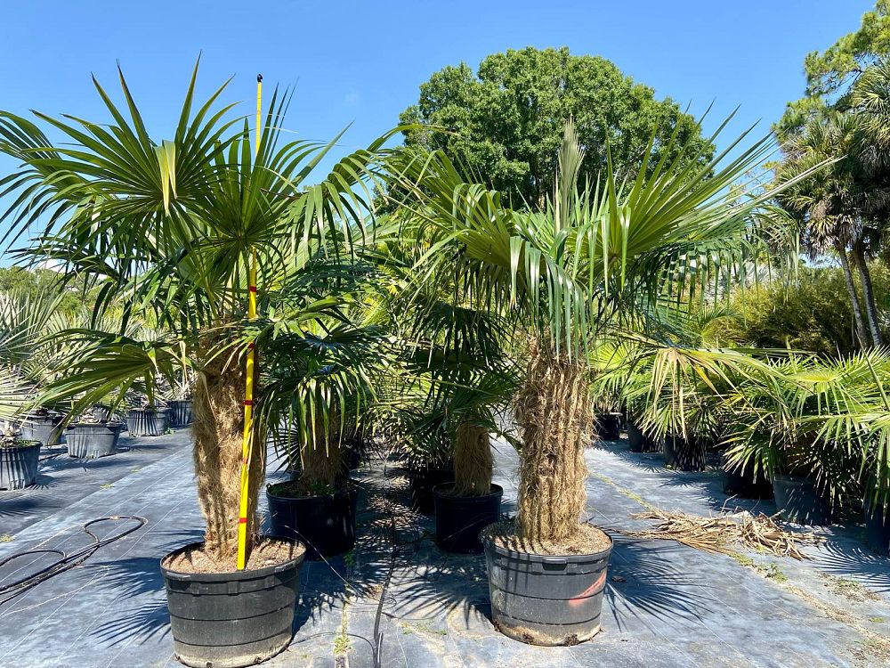 coccothrinax-crinita-old-man-palm-thatch-palm-palma-petate