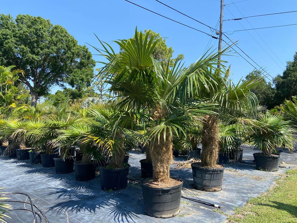 coccothrinax-crinita-old-man-palm-thatch-palm-palma-petate