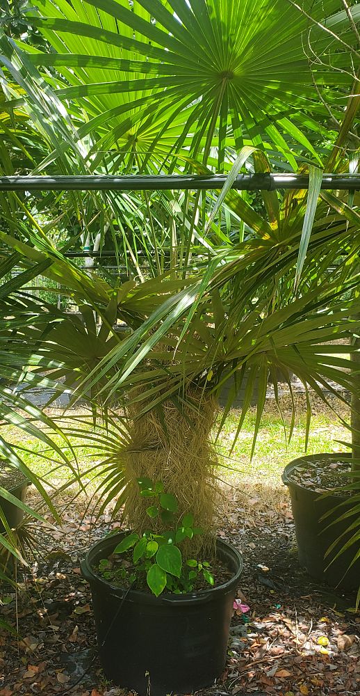 coccothrinax-crinita-old-man-palm-thatch-palm-palma-petate