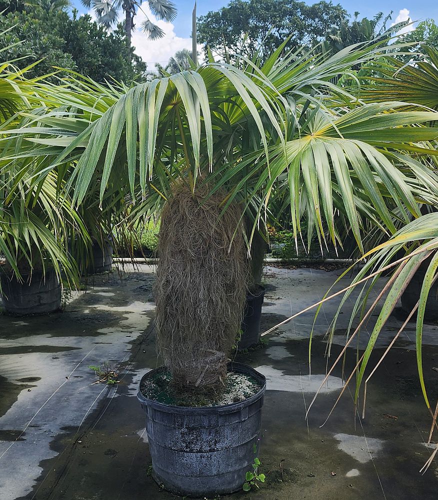 coccothrinax-crinita-old-man-palm-thatch-palm-palma-petate