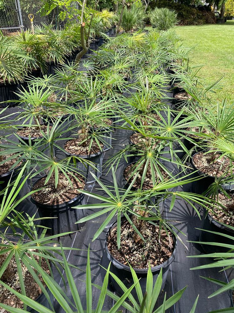 coccothrinax-crinita-old-man-palm-thatch-palm-palma-petate