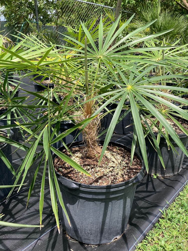 coccothrinax-crinita-old-man-palm-thatch-palm-palma-petate