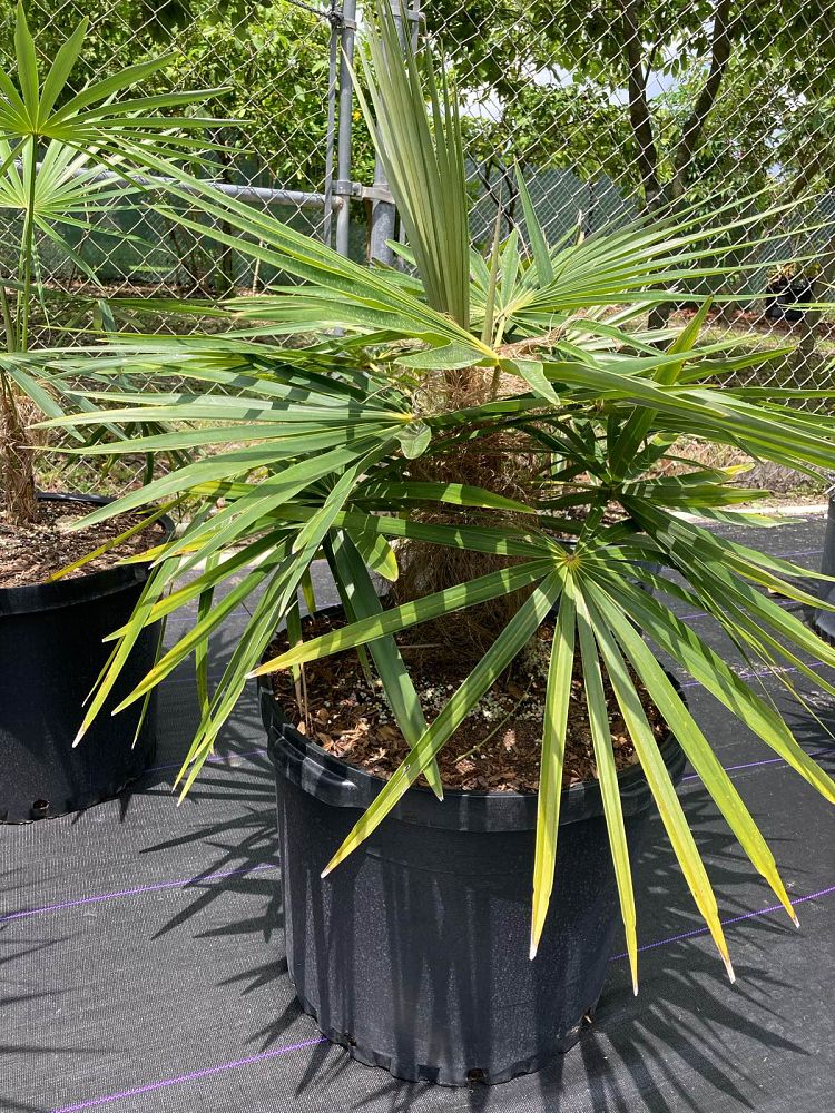 coccothrinax-crinita-old-man-palm-thatch-palm-palma-petate
