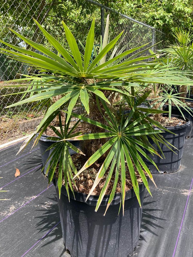 coccothrinax-crinita-old-man-palm-thatch-palm-palma-petate