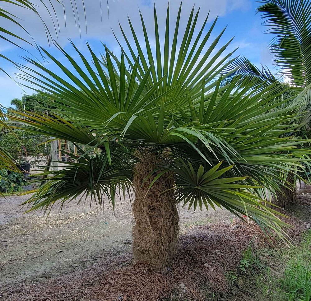 coccothrinax-crinita-old-man-palm-thatch-palm-palma-petate