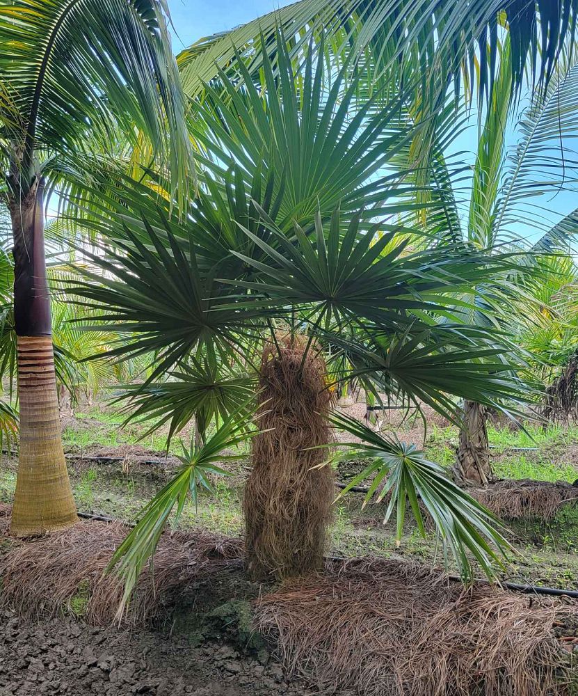 coccothrinax-crinita-old-man-palm-thatch-palm-palma-petate
