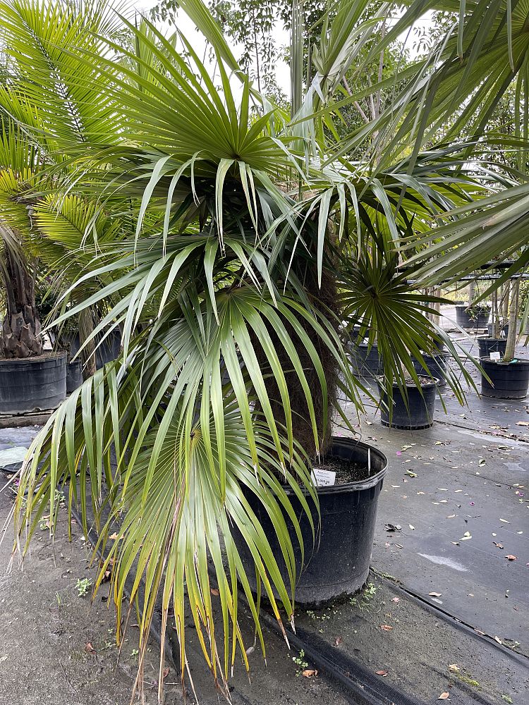 coccothrinax-crinita-old-man-palm-thatch-palm-palma-petate