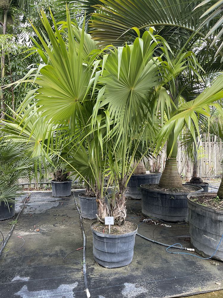 coccothrinax-crinita-old-man-palm-thatch-palm-palma-petate