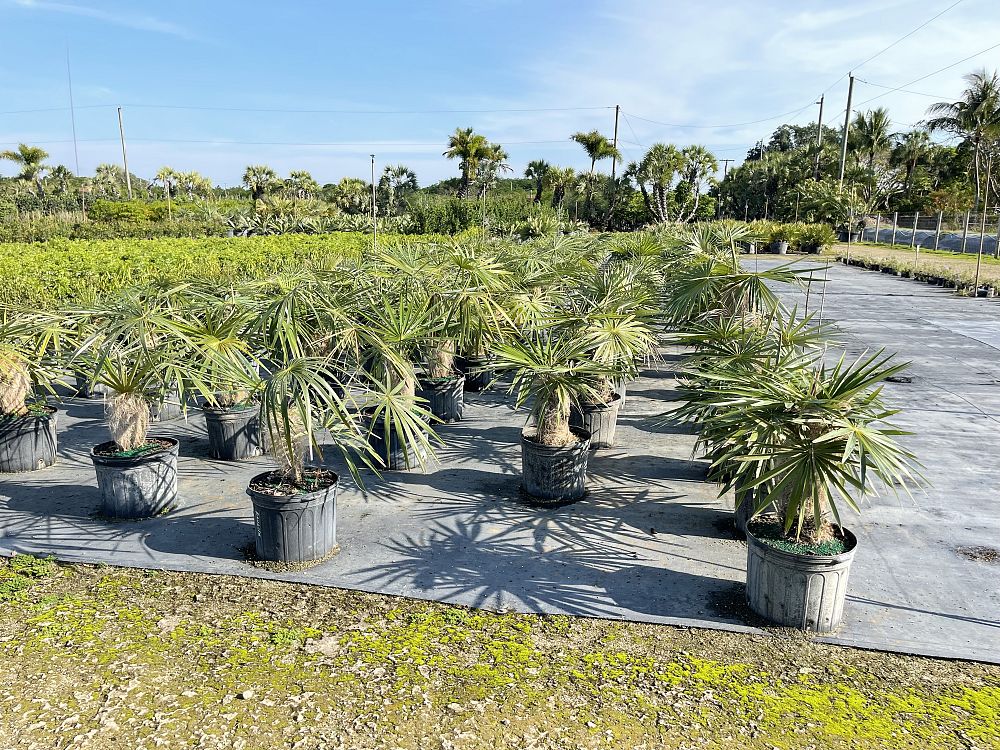 coccothrinax-crinita-old-man-palm-thatch-palm-palma-petate