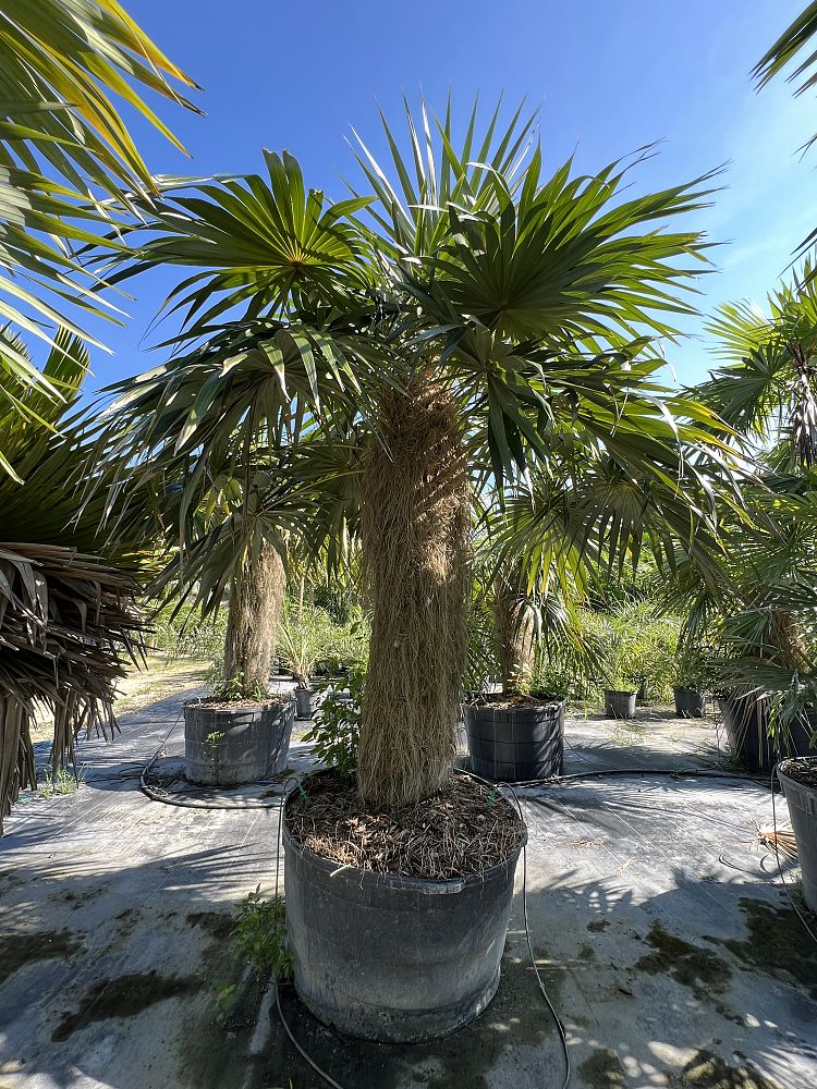 coccothrinax-crinita-old-man-palm-thatch-palm-palma-petate