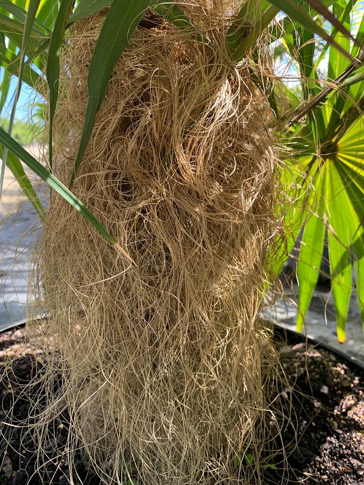 coccothrinax-crinita-old-man-palm-thatch-palm-palma-petate