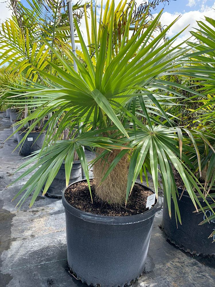 coccothrinax-crinita-old-man-palm-thatch-palm-palma-petate