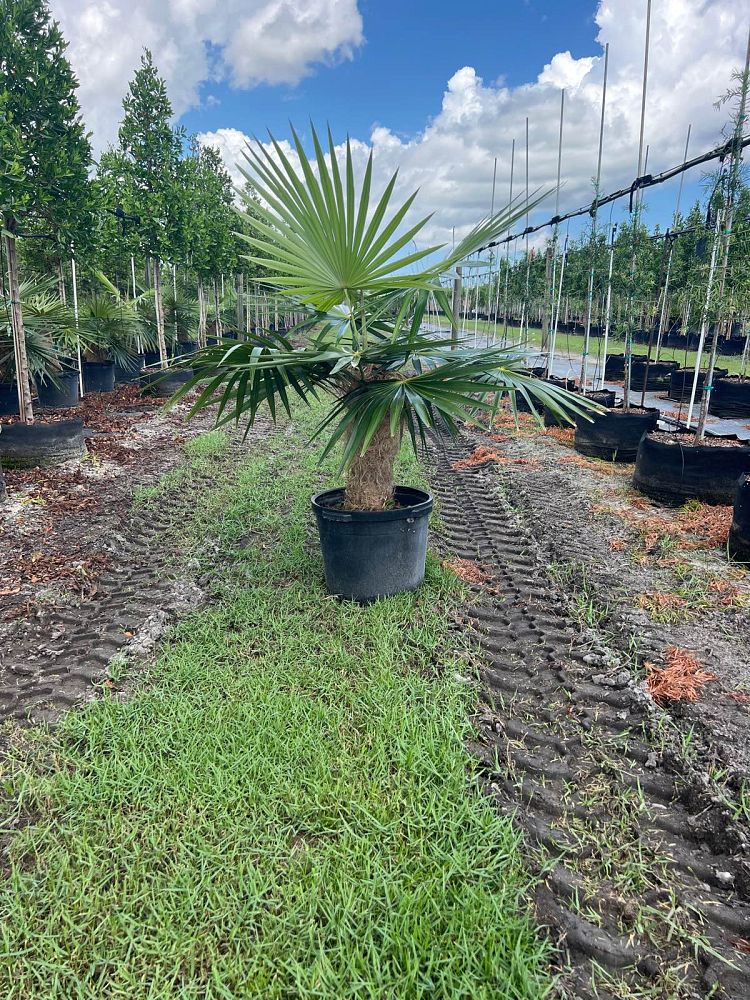coccothrinax-crinita-old-man-palm-thatch-palm-palma-petate
