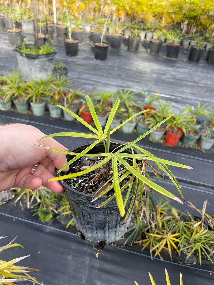 coccothrinax-crinita-old-man-palm-thatch-palm-palma-petate