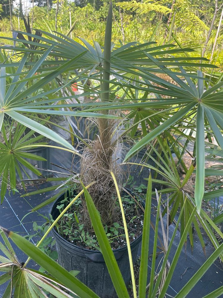 coccothrinax-crinita-old-man-palm-thatch-palm-palma-petate